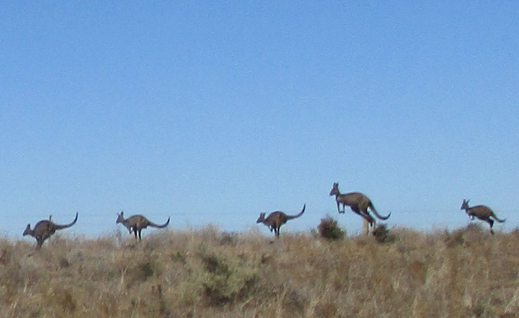 A mob of roos accompanying our little convoy