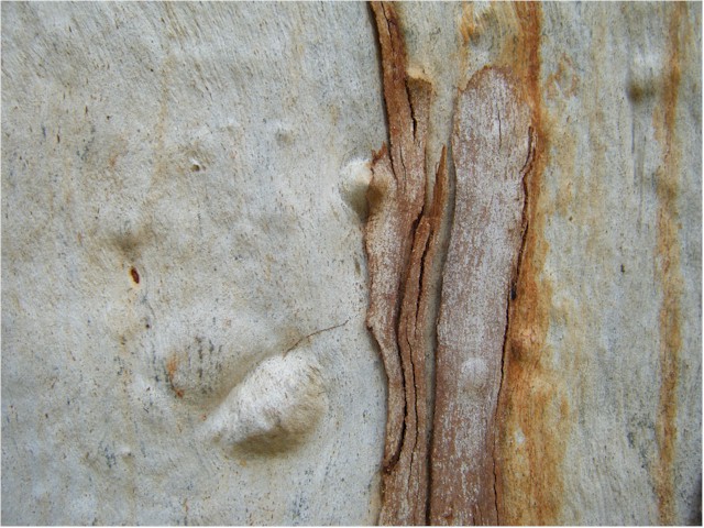 Die Rinde vom Eukalyptusbaum (oder hei&#223;t es die 'Nichtrinde')?