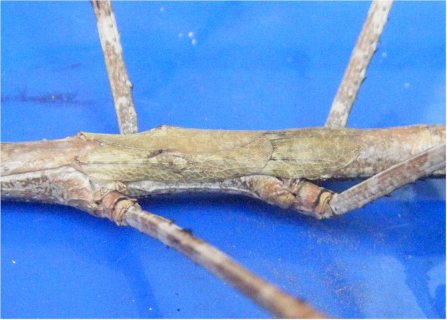 Detail of its legs