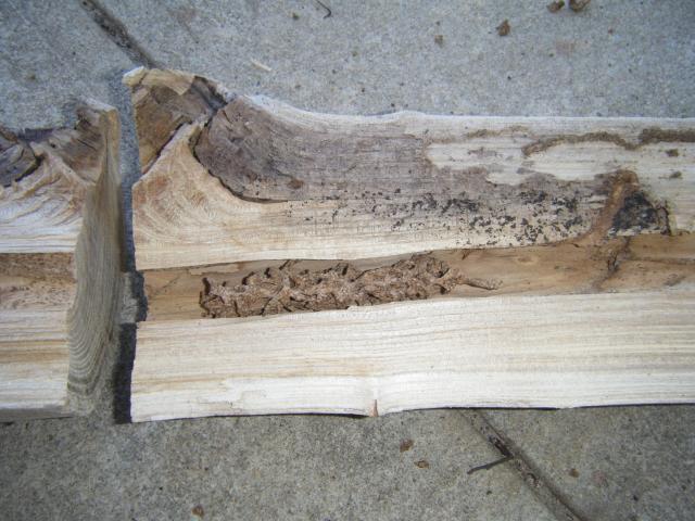 A split up log where white ants just started<br>their destructive work