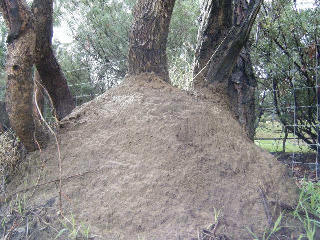 A big termite hill