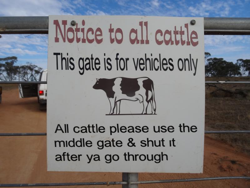 Clever cattle