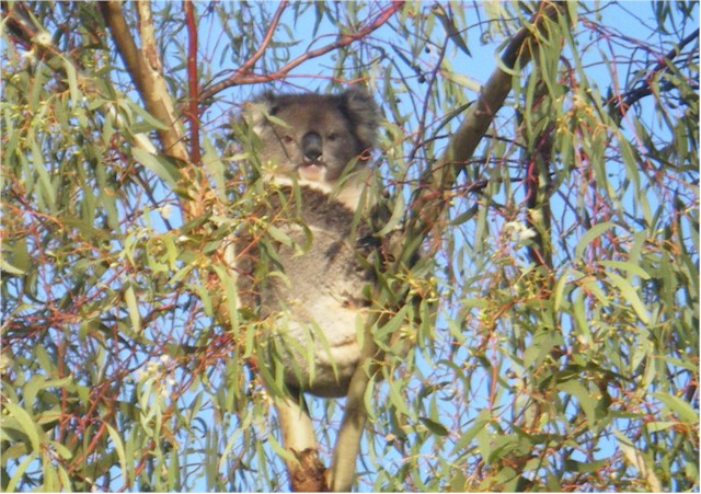 Koalas habe ich auch schon einige gesehen. Bewegt hat sich allerdings noch keiner von <br>denen. Der hier sitzt vermutlich immer noch an diesem Platz.