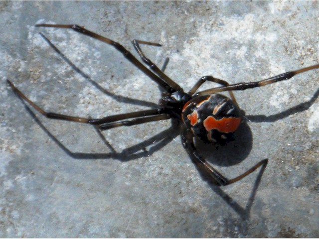 Na, z.B. gefawehrliche Spinnen in der Regentonne im Garten. Das hier ist eine besonders <br>sch&#246;ne Redback. Farblich sehr ansprechend, ich hab sie aber dennoch gekillt.<br>