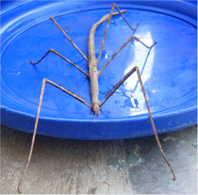 Stick Insect on a Frisbee (26 cm diameter)