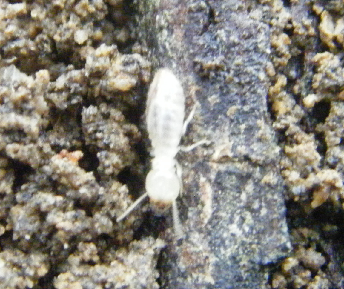 A termite