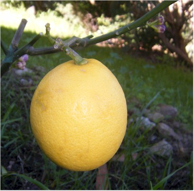 Its very first lemon