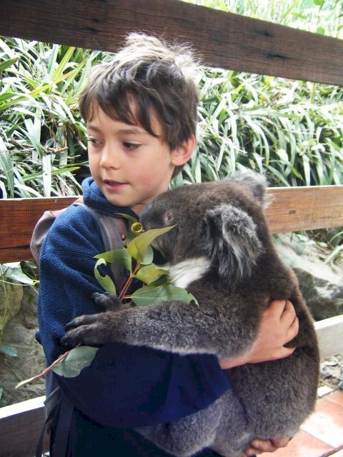 Koala Cuddle