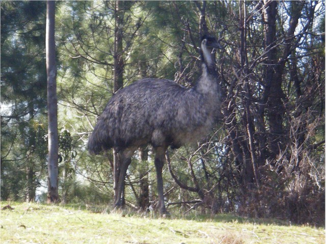 Der Kerl hat mich echt erschrocken - ich mach Pause und ploetzlich stand der hinter mir. Emus bewegen sich fast lautlos.