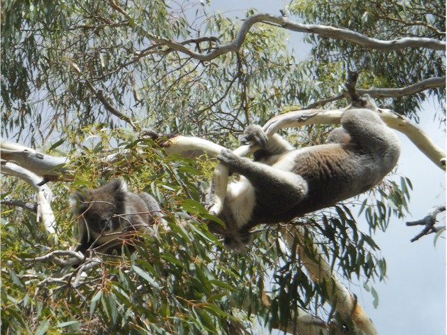 Oh my god! The little koala almost falling down!
